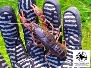 Rak luizjański Procambarus clarkii Fot. Rafał Maciaszek