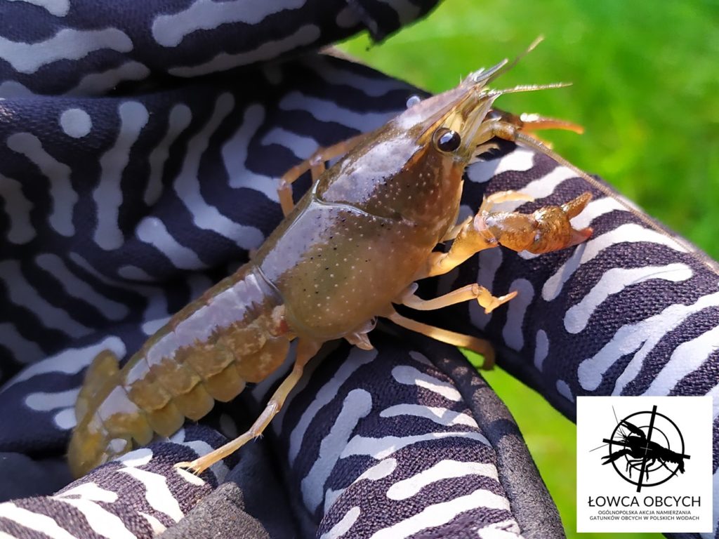 Rak luizjański Procambarus clarkii Fot. Rafał Maciaszek