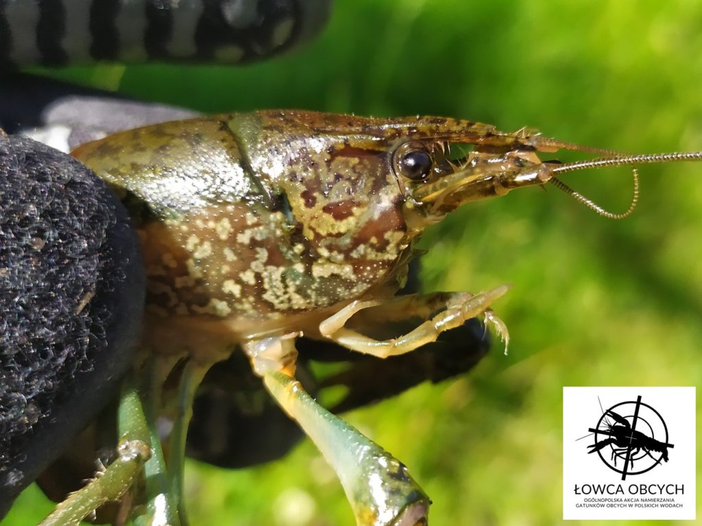 Rak marmurkowy Procambarus virginalis Fot. Rafał Maciaszek