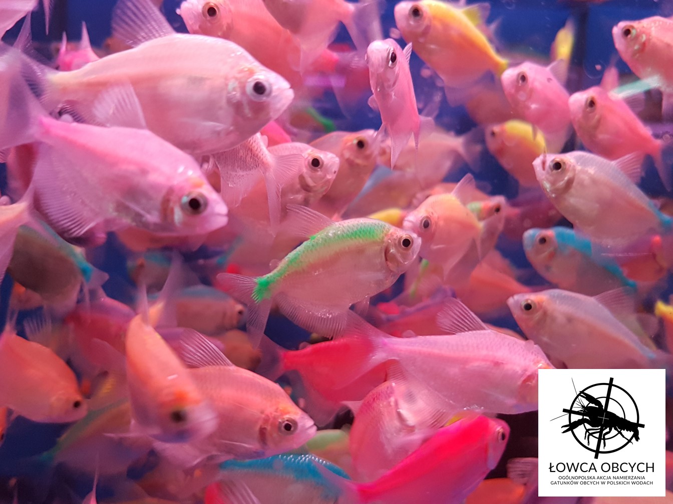 Żałobniczka zwyczajna barwiona metodą iniekcji podskórnej, Fish Market w Kantonie, Chiny (Fot. Rafał Maciaszek)